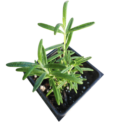 A Spice Island rosemary (Salvia rosmarinus) organic plant in a 2.5-inch pot by Smoke Camp Crafts, featuring narrow needle-like green leaves, viewed from above against a white background.