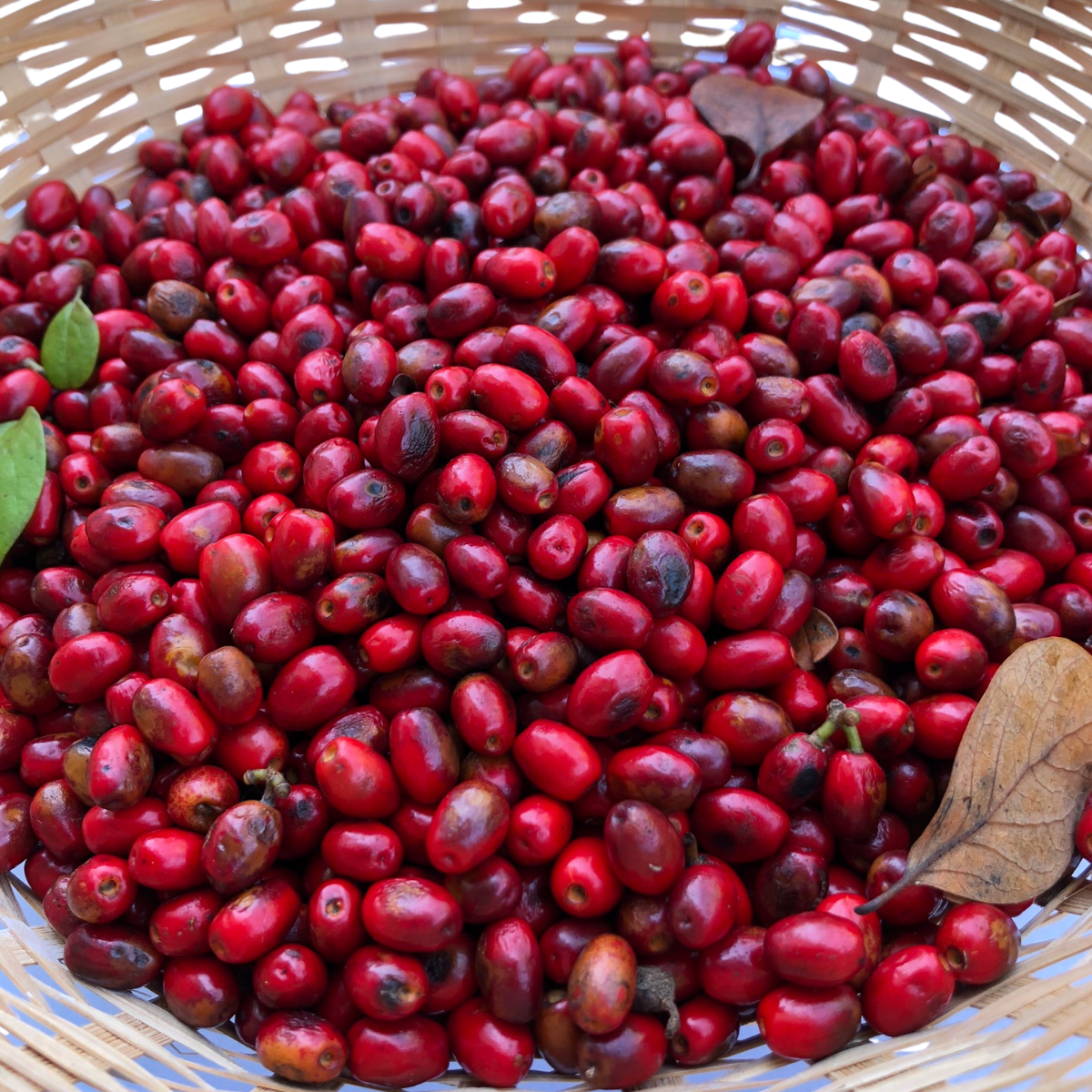 Spicebush (Lindera benzoin) 10 Organic Seeds for Planting - Wild Allspice, Spice Bush - Native Pollinator Shrub