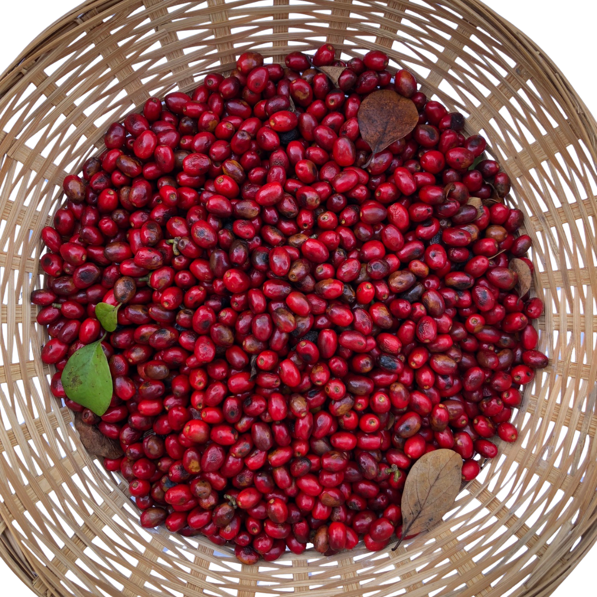 Spicebush (Lindera benzoin) 10 Organic Seeds for Planting - Wild Allspice, Spice Bush - Native Pollinator Shrub