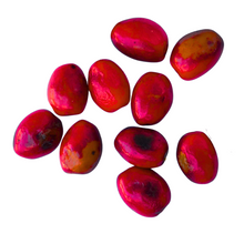 Spicebush (Lindera benzoin) 10 Organic Seeds for Planting - Wild Allspice, Spice Bush - Native Pollinator Shrub