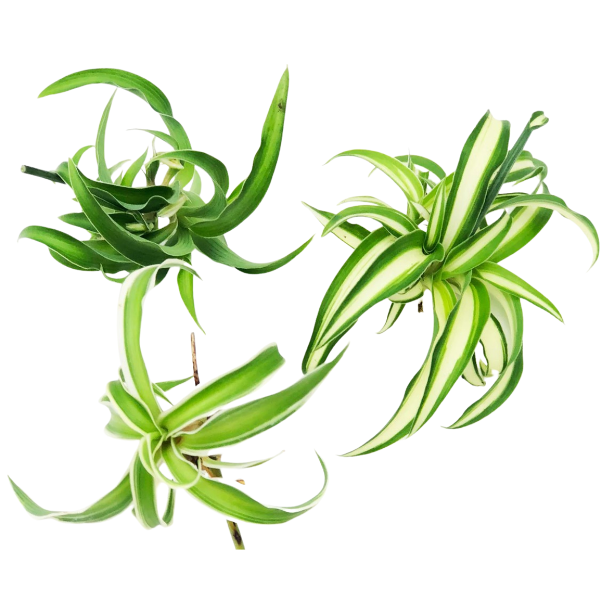 Organic Spider Plant Trio - Three Spider Plant Cuttings (Chlorophytum comosum) Vittatum, Shamrock, Reverse Variegatum by Smoke Camp Crafts