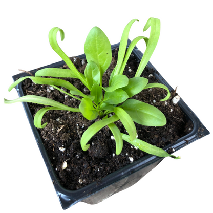 Spinach, Space (Spinacea oleracea) Organic Plant in 2.5-inch Pot by Smoke Camp Crafts - Slow-Bolting Hybrid Spinach