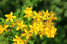 A cluster of bright yellow Saint John's Wort (Hypericum perforatum) flowers blooms outdoors in sunlight; grow your own with Smoke Camp Crafts’ Saint John’s Wort Seeds—8,000 seeds (1 gram) per pack.
