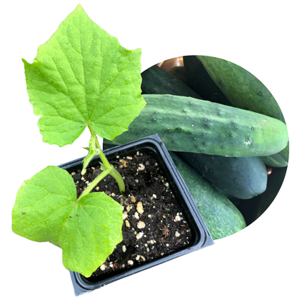 A young Straight Eight cucumber plant, grown from Smoke Camp Crafts Cucumber seeds (Cucumis sativus), grows in a small pot with mature cucumbers visible in the background.