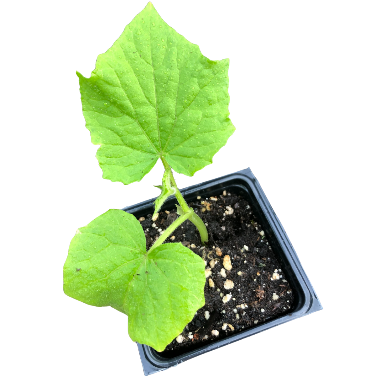 A young Cucumber, Straight Eight seedling (Cucumis sativus) from Smoke Camp Crafts is shown with two large green leaves and a new small leaf in a black plastic pot of soil and perlite, on a white background. 100 seeds (3g).