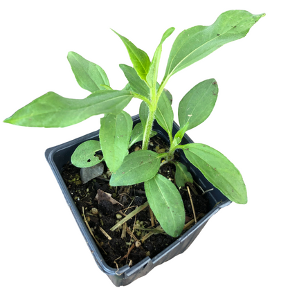 Jerusalem Artichoke (Helianthus tuberosus) Organic Plant in 2.5-inch Pot by Smoke Camp Crafts- Sunchoke, Sunroot, Jerusalem Artichoke