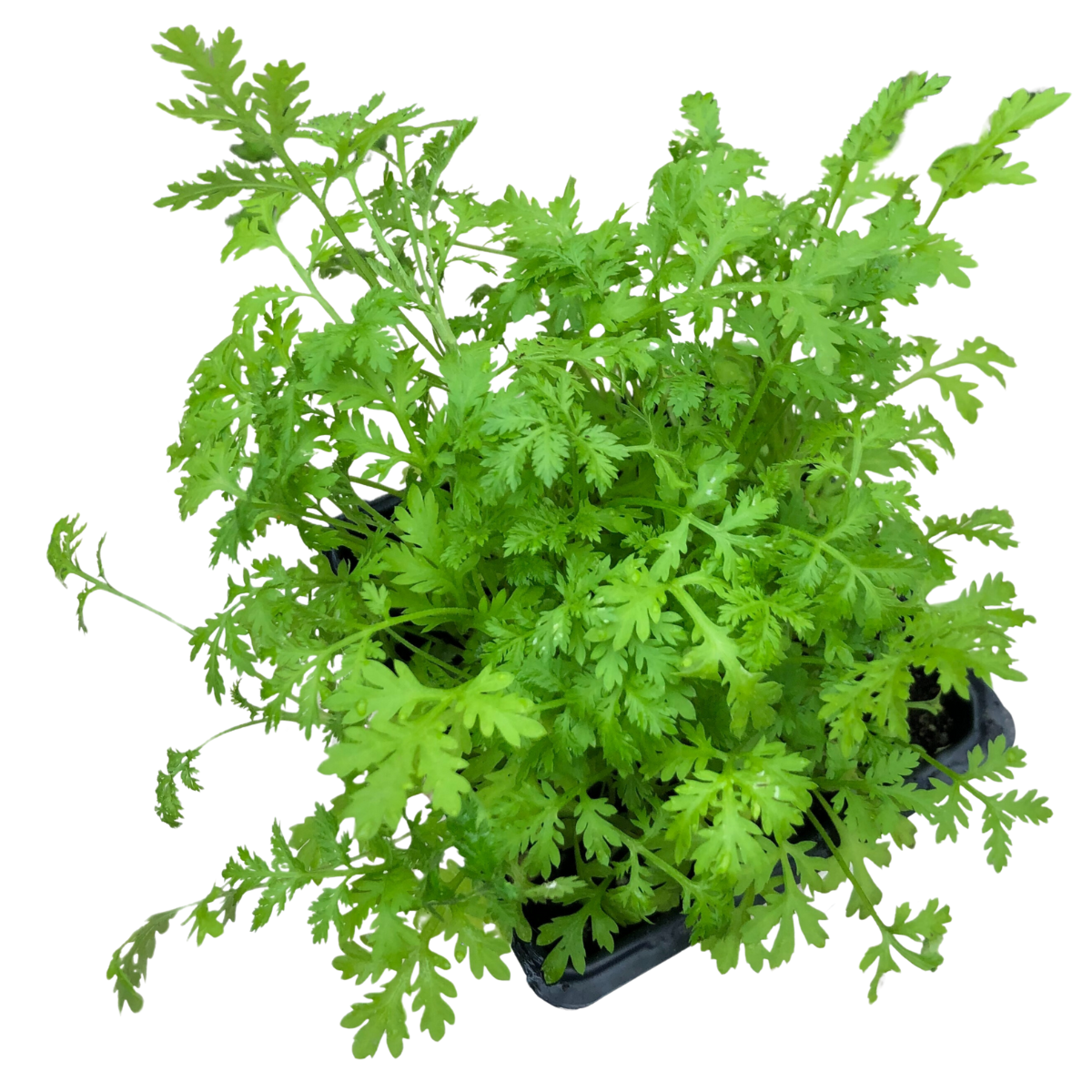 Sweet Annie Plant (Artemisia annua) Organic Plant in 2.5-inch Pot by Smoke Camp Crafts - Sweet Wormwood, Sweet Sagewort, Annual Mugwort, Annual Wormwood
