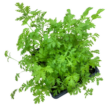 Sweet Annie Plant (Artemisia annua) Organic Plant in 2.5-inch Pot by Smoke Camp Crafts - Sweet Wormwood, Sweet Sagewort, Annual Mugwort, Annual Wormwood