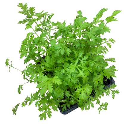 Sweet Annie Plant (Artemisia annua) Organic Plant in 2.5-inch Pot by Smoke Camp Crafts - Sweet Wormwood, Sweet Sagewort, Annual Mugwort, Annual Wormwood