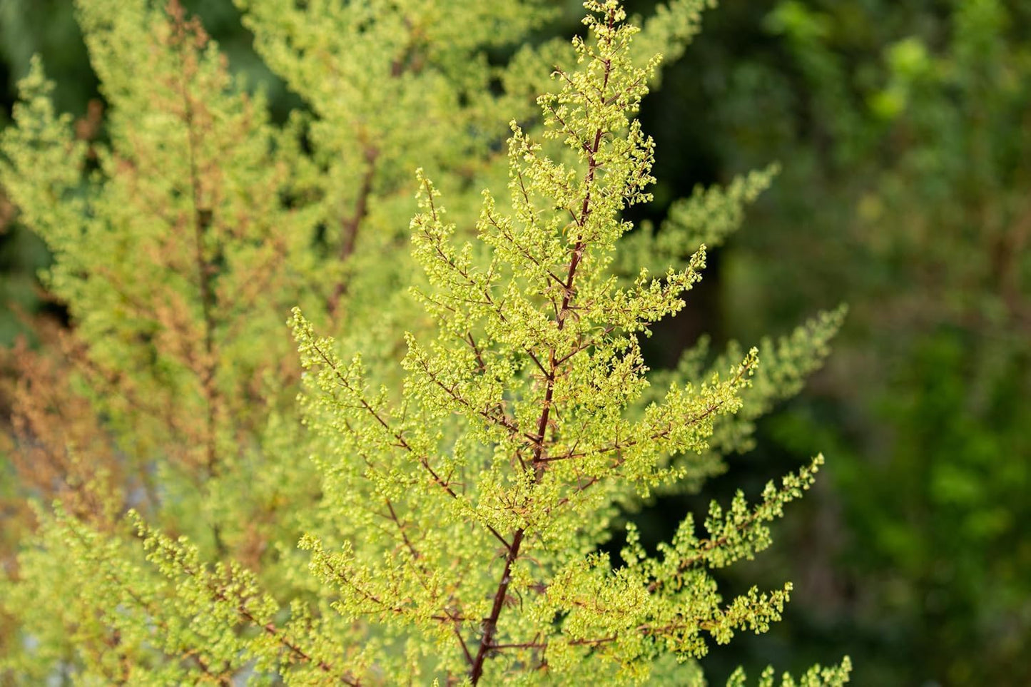 A close-up of feathery green Artemisia annua branches with yellow-green buds and reddish-brown stems shows the beauty of Sweet Annie (20,000 Organic Seeds, 1g) by Smoke Camp Crafts—also known as Sweet Wormwood or Annual Mugwort.