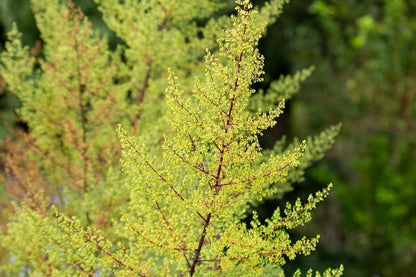A close-up of feathery green Artemisia annua branches with yellow-green buds and reddish-brown stems shows the beauty of Sweet Annie (20,000 Organic Seeds, 1g) by Smoke Camp Crafts—also known as Sweet Wormwood or Annual Mugwort.