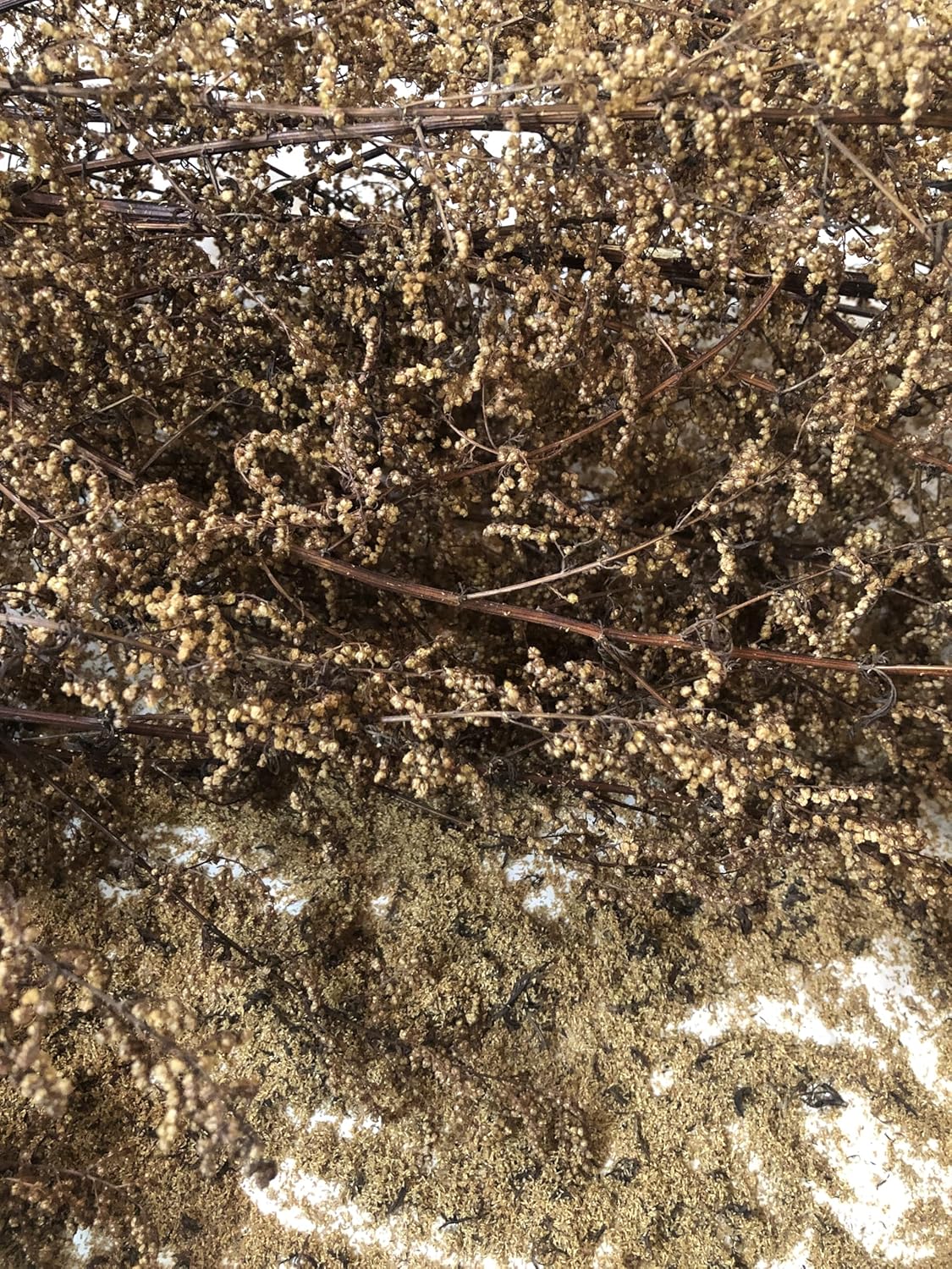 Sweet Annie (Artemisia annua) 20,000 Organic Seeds (1 gram) by Smoke Camp Crafts—also known as Sweet Wormwood or Chinese Wormwood—are scattered loosely, with stems and clusters of tiny seeds on the ground below.