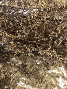 Sweet Annie (Artemisia annua) 20,000 Organic Seeds (1 gram) by Smoke Camp Crafts—also known as Sweet Wormwood or Chinese Wormwood—are scattered loosely, with stems and clusters of tiny seeds on the ground below.