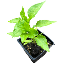 Sweet Pepper, Hungarian Sweet Wax (Capsicum annuum) Plant in a 2.5-inch Pot by Smoke Camp Crafts - Perfect for Container Gardens
