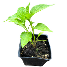 Sweet Pepper, Hungarian Sweet Wax (Capsicum annuum) Plant in a 2.5-inch Pot by Smoke Camp Crafts - Perfect for Container Gardens