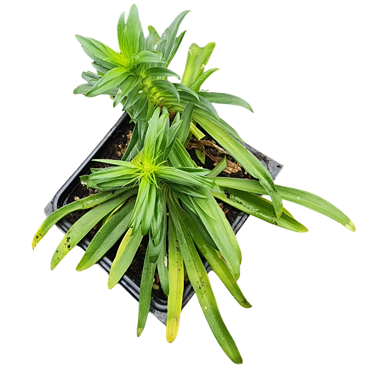 Sweet William Live Plant (Dianthus barbatus) in 2.5-inch Pot, Organic