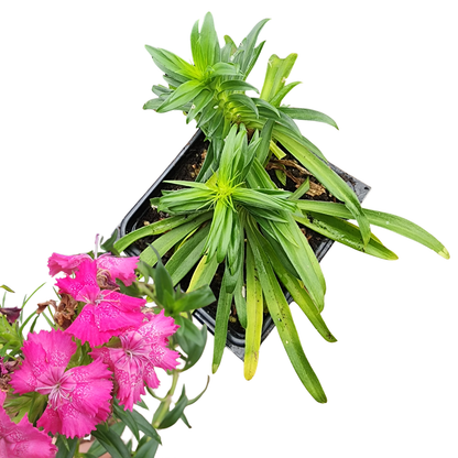 Sweet William Live Plant (Dianthus barbatus) in 2.5-inch Pot, Organic