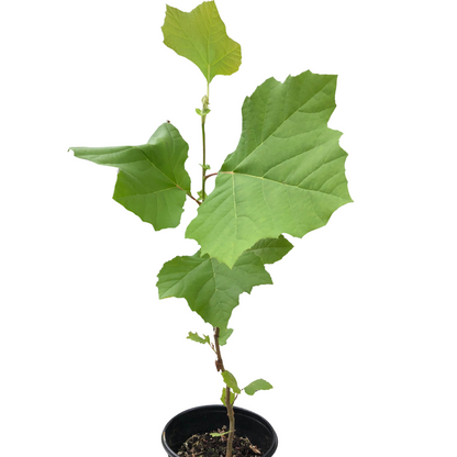 Sycamore (Platanus occidentalis) Organic Tree Seedling - American Plane, Buttonball, Buttonwood