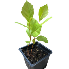 Sycamore (Platanus occidentalis) Organic Tree Seedling - American Plane, Buttonball, Buttonwood