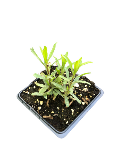 Tarragon (Artemesia dracunculus) Organic Plant in a 2.5-inch pot by Smoke Camp Crafts