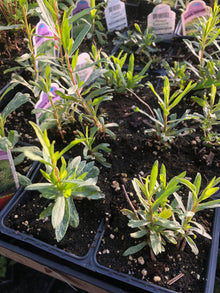 Tarragon (Artemesia dracunculus) Organic Plant in a 2.5-inch pot by Smoke Camp Crafts