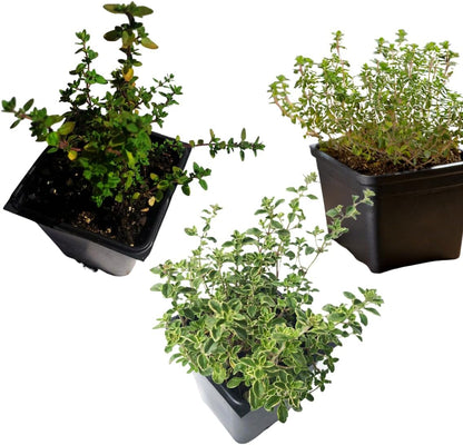 Smoke Camp Crafts Thyme Trio: a 3-plant organic collection featuring English, Lemon, and Golden Variegated Lemon Thyme (Thymus spp.) in lush 2.5" pots, shown isolated on a white background.