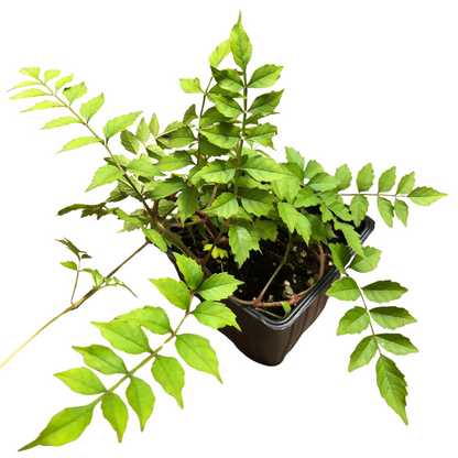 Trumpet Vine (Campsis radicans) Organic Plant in 2.5-inch Pot by Smoke Camp Crafts - Hummingbird Vine, Trumpet Creeper - Native Vine