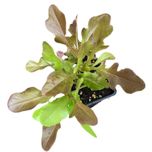 Organic Lettuce, Red Oakleaf (Lactuca sativa) Plant in 2.5-inch Pot by Smoke Camp Crafts - Grow Your Own Salad Greens