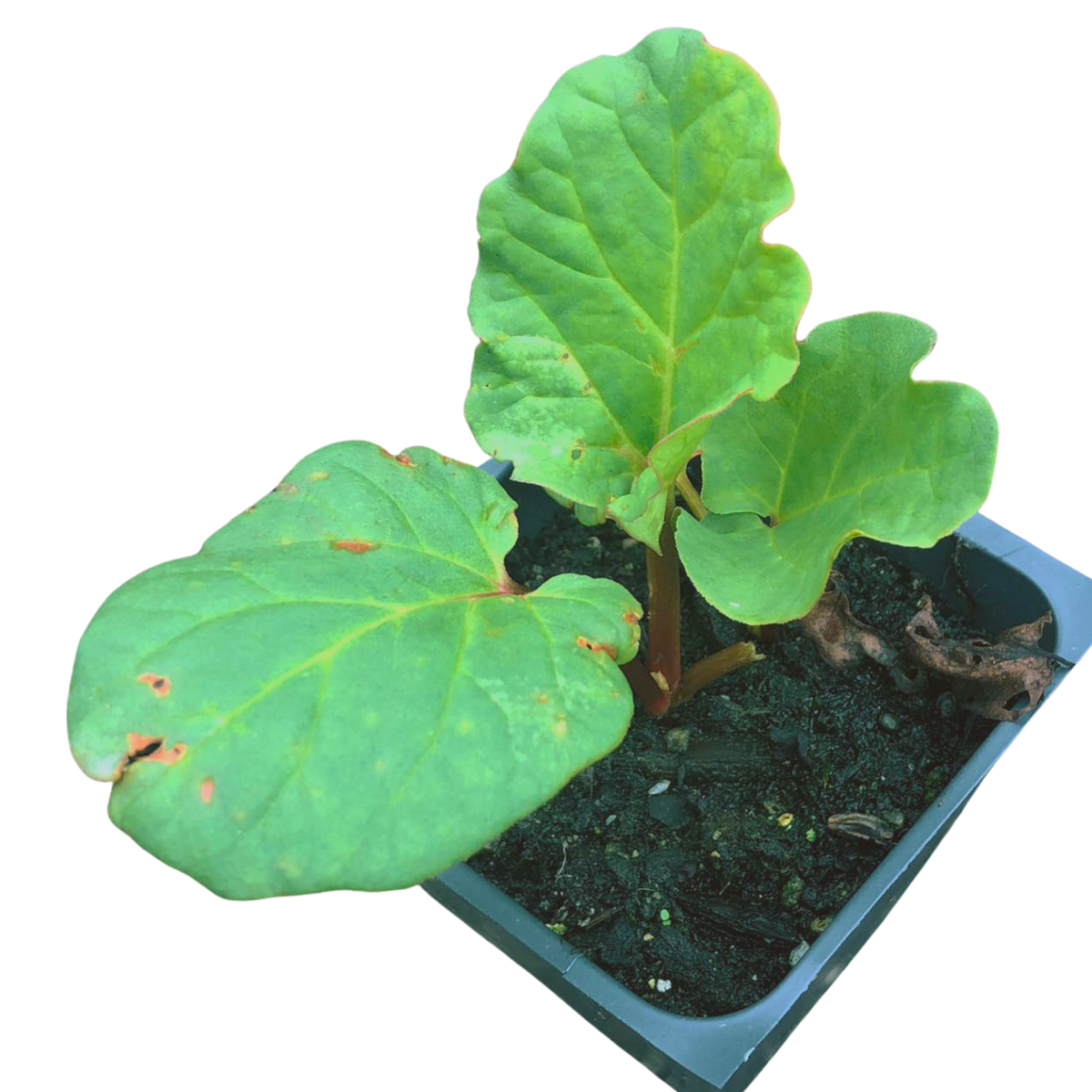 can rhubarb be planted in a pot Victoria Rhubarb Plant, (Rheum rhabarbarum) 2.5-inch pot