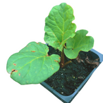 Vicotria Rhubarb Plant, (Rheum rhabarbarum) 2.5-inch pot - Organic