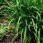 Garlic Chives (Allium tubersum) 2000 seeds (10 grams)