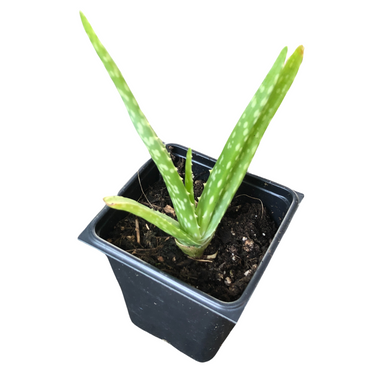 Organic Aloe Plant (Aloe Barbadensis) 2.5-inch pot - Live Aloe Vera Plant