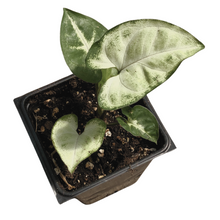 Organic Arrowhead Plant (Syngonium podophyllum) in 2.5 inch Pot by Smoke Camp Crafts