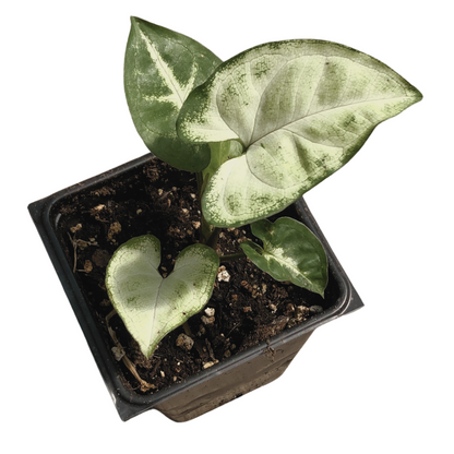 Organic Arrowhead Plant (Syngonium podophyllum) in 2.5 inch Pot by Smoke Camp Crafts