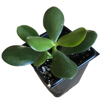 Jade Plant (Crassula ovata) Live Plant in 2.5-inch Pot - Organic Friendship Plant, Lucky Plant, Money Plant, Money Tree House Plant
