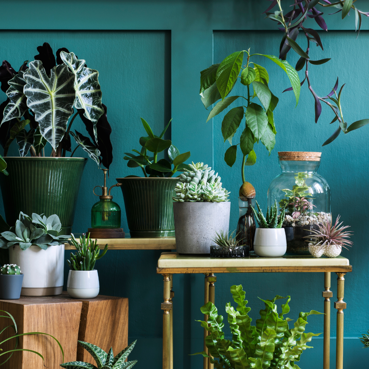 jade friendship plant Jade Plant (Crassula ovata) Live Plant in 2.5-inch Pot