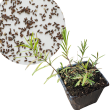 Smoke Camp Crafts Mountain Mint, Virginia Seeds (Pycnanthemum virginianum) 1000 Seeds on display with slender green leaves and multiple stems— a prized tea herb and North American native pollinator plant.