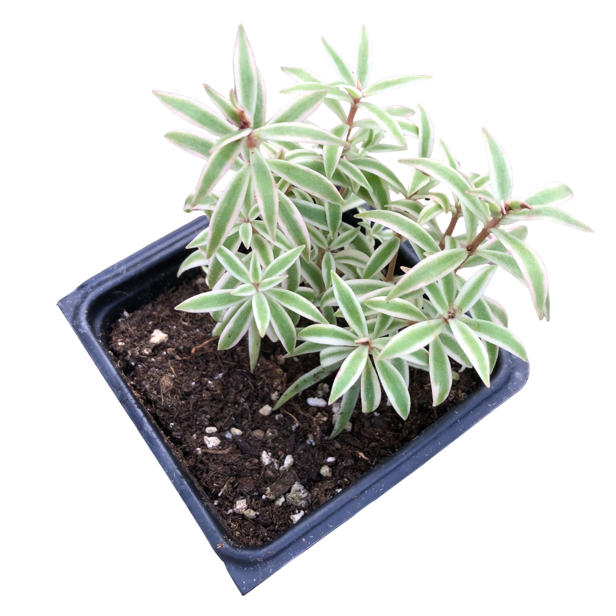 The Variegated Carpet Sedum (Sedum lineare 'Variegatum') by Smoke Camp Crafts is an organic plant with cream and green needle-like leaves, growing in a 2.5-inch black plastic pot, shown from above on a white background.