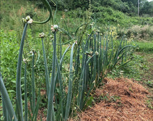 Organic Egyptian Walking Onion Plant (Allium x proliferum) in 2.5-inch Pot by Smoke Camp Crafts- Starter Plant for Propagation
