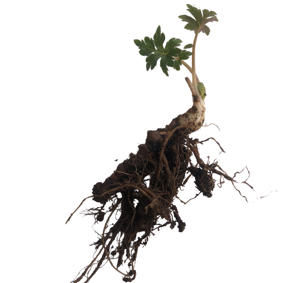 Waterleaf Roots Virginia Waterleaf (Hydrophyllum virginianum) Organic Plant in 2.5-inc ...