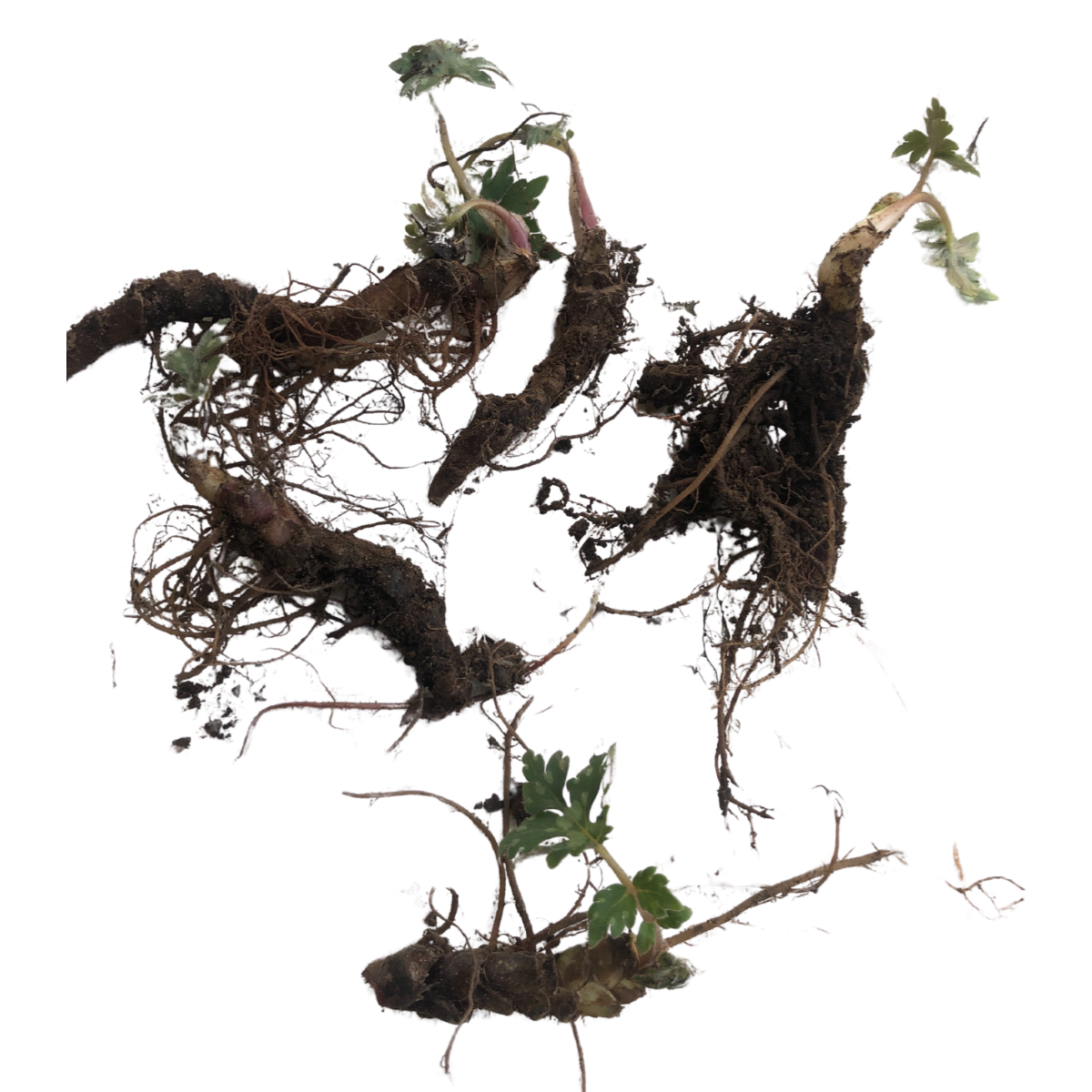 Virginia Waterleaf (Hydrophyllum virginianum) Organic Plant in 2.5-inch Pot by Smoke Camp Crafts - Eastern waterleaf, Shawnee salad