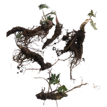 Virginia Waterleaf (Hydrophyllum virginianum) Organic Plant in 2.5-inch Pot by Smoke Camp Crafts - Eastern waterleaf, Shawnee salad