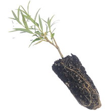 Organic Weeping Willow (Salix babylonica) Tree in 2.5-inch Pot by Smoke Camp Crafts - Fast Growing Landscape Specimen Tree