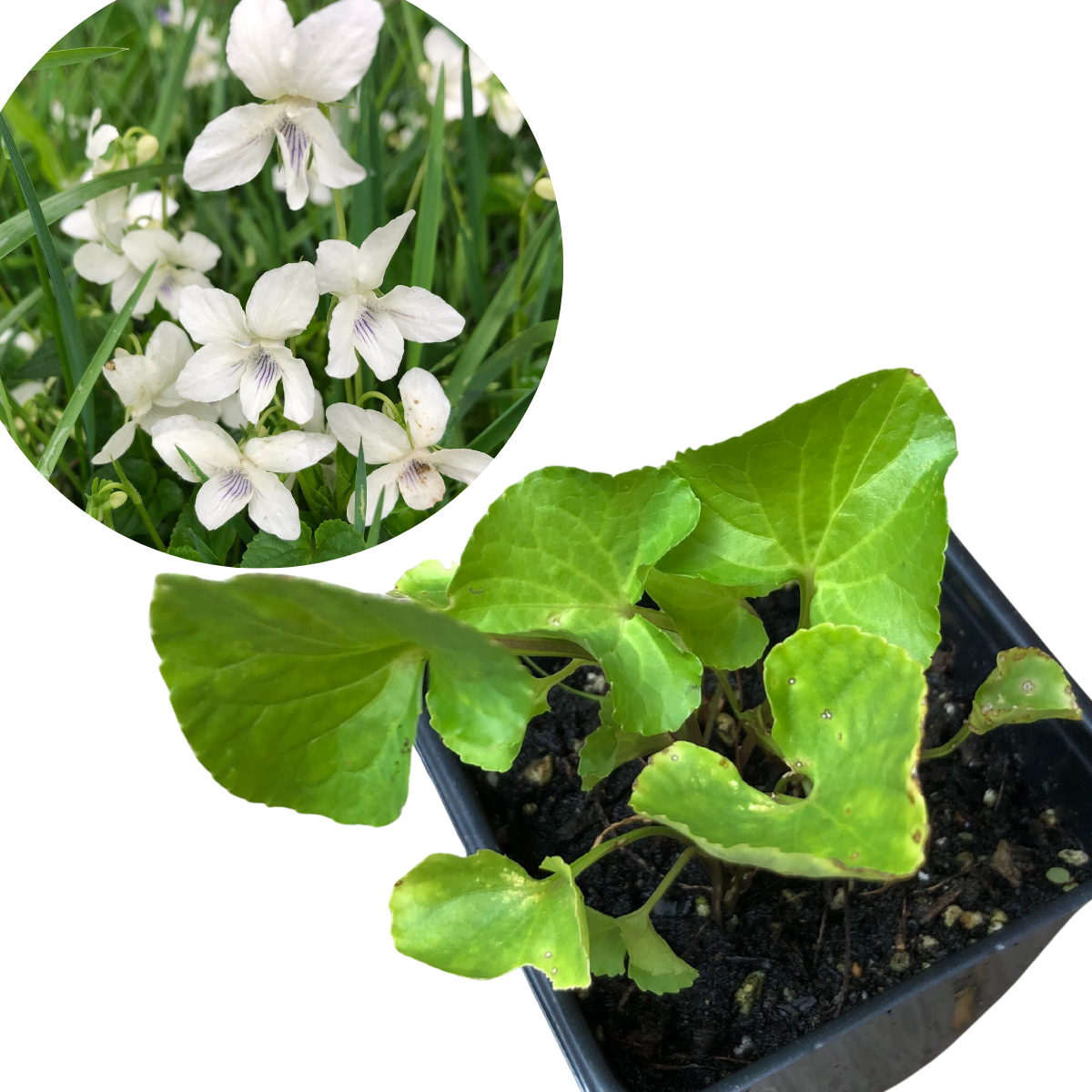 The White Violet (Viola blanda) Organic Plant in a 2.5-in pot by Smoke Camp Crafts features heart-shaped leaves and sweet white blooms with purple markings—a native perennial groundcover and pollinator plant for grassy areas.