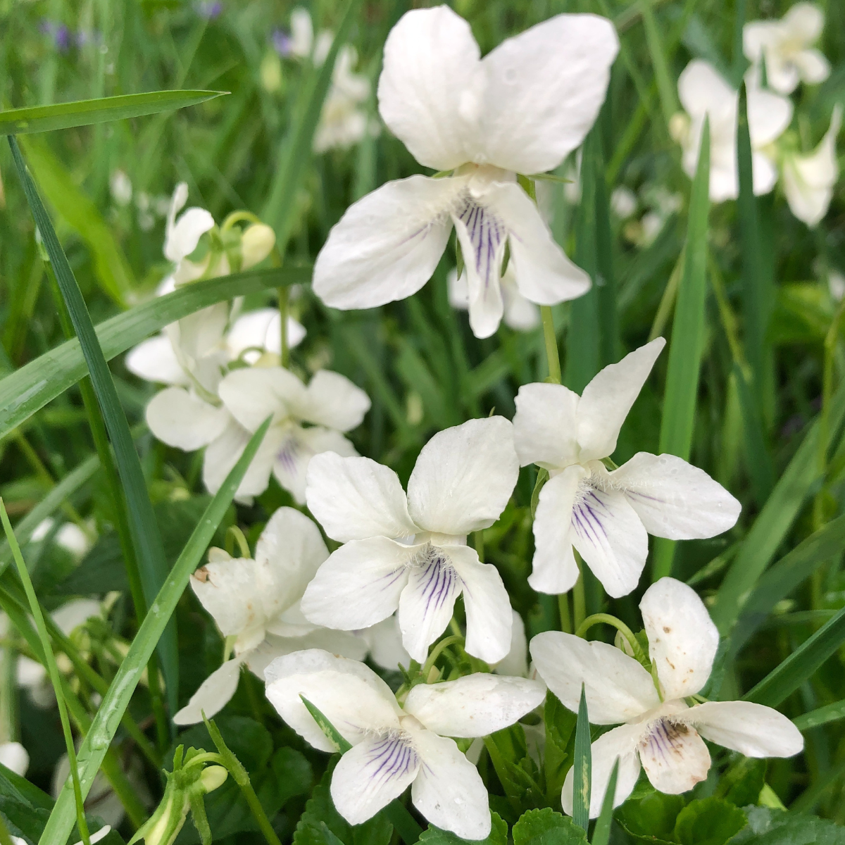 Close-up of Smoke Camp Crafts’ White Violet (Viola blanda) Organic Plant in a 2.5-in pot—delicate, purple-veined petals and lush foliage make this native perennial groundcover ideal for natural outdoor settings.
