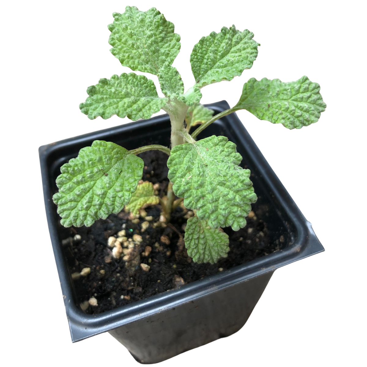 White Horehound (Marrubium vulgare) Organic Plant in 2.5-inch Pot by Smoke Camp Crafts- Common Horehound