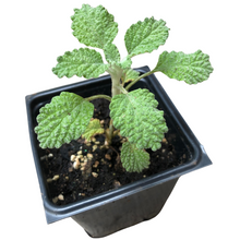 White Horehound (Marrubium vulgare) Organic Plant in 2.5-inch Pot by Smoke Camp Crafts- Common Horehound
