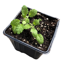 White Horehound (Marrubium vulgare) Organic Plant in 2.5-inch Pot by Smoke Camp Crafts- Common Horehound