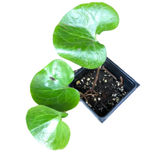 European Wild Ginger (Asarum europaeum) Organic Plant in 2.5-inch Pot by Smoke Camp Crafts- Shade-Tolerant Groundcover