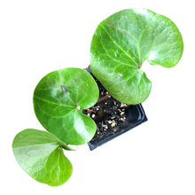 European Wild Ginger (Asarum europaeum) Organic Plant in 2.5-inch Pot by Smoke Camp Crafts- Shade-Tolerant Groundcover